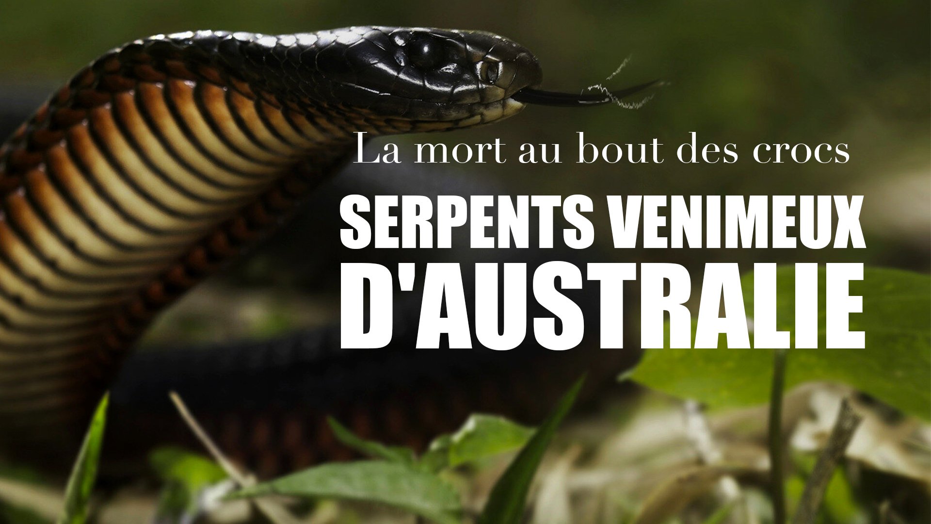 La mort au bout des crocs : Serpents venimeux d'Australie